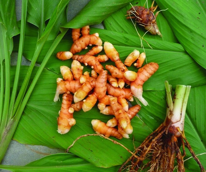 Cây Riềng – "Nữ Hoàng Gia Vị" Với Vô Vàn Công Dụng Từ Bếp Đến Sức Khỏe